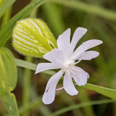 Silene dichotoma macro flower in the meadow during autumn clipart