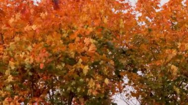 Renkli akçaağaç yaprakları sonbahar melteminde zarifçe sallanıyor, canlı turuncu ve sarı gölgeler sergiliyor mevsimin güzelliğini vurguluyor..