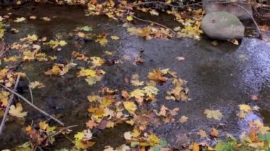 Sonbahar yaprakları sakin bir derenin yüzeyinde kayarak sonbaharda sessiz bir ormandaki doğanın güzelliğini gösterir..