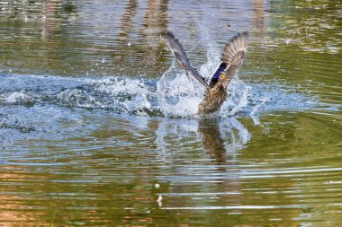 Bir ördek zarif bir şekilde durgun bir göletten yükselir ve havada süzülür. Su, sabahın erken saatlerindeki ışığı yansıtarak sakin atmosferi güçlendirir..