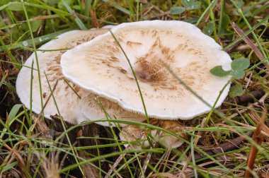 Orman çimlerinde birkaç Lentinus Dicle. Pullu lentinus ve tren mantarları olarak bilinir.