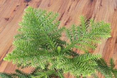 Araucaria 'nın tepesinde Heterofilla bitkisi çam ağacının zemininde gündüz vakti