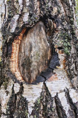 Büyük bir düğümle bir ağacın kabuğuna yakın çekim. Ağaç kabuğu açık gri ve pürüzlü. Düğüm koyu kahverengi ve pürüzsüz bir dokusu var..