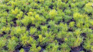 Genç pinus strobus radiata, tohumlar baharda tencerede satılıyor.