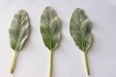 Açık bir arka planda yan yana yerleştirilen üç adet Stachy Bizans yaprağının yakın çekimi, doğal güzelliklerini vurgulayarak yumuşak dokularını ve zengin yeşil renklerini vurguluyor..