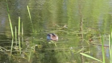 Tek bir yaban ördeği gölün etrafında yiyecek arar. Yeşillik bitkiler ve sazlıklar manzarayı çerçeveler ve vahşi yaşam için barışçıl bir ortam yaratır. Yavaş çekim.