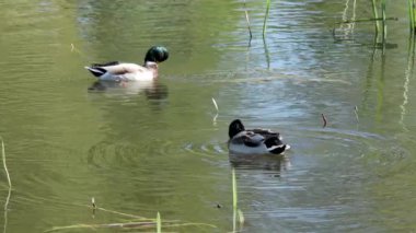 İki yaban ördeği tüylerini kabartıyor ve sakin bir göletin sakin sularında süzülerek yavaşça dışa doğru genişleyen bir ağ oluşturuyor. Doğal ortam, hareket halindeki vahşi yaşamın güzelliğini gözler önüne seriyor..