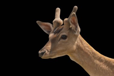 Genç bir erkek geyik boynuzlarıyla poz verir ve siyah arka planda izole bir şekilde durur. Geyiğin anlamlı gözleri ve pürüzsüz paltosu gençliğini ve çekiciliğini ön plana çıkarıyor..