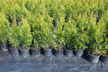 Batı Thuja Smaragd bitkilerinin bir koleksiyonu, saksılarda güzelce düzenlenmiş, yemyeşil yapraklar sergileniyor, peyzaj ya da bahçe dekorasyonu için ideal..