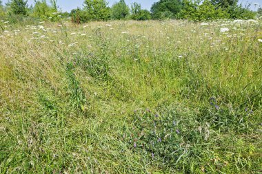 Çayır, uzun otlar ve kır çiçeklerinin sıcak yaz öğleden sonra güneşinin tadını çıkaran bir karışımıdır. Manzara hayat ve renklerle dolu..