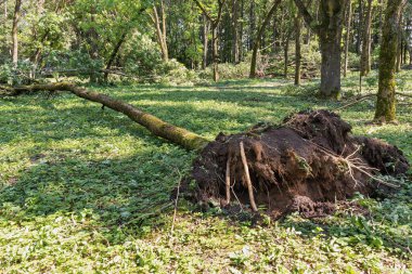 Kökleri sökülmüş ağaçlar, güçlü bir fırtınanın ardından yeryüzüne saçılmış kökleri açıkta ve dalları kırık bir şekilde ormanlık bir alana saçılmıştır. Sahne doğanın yıkımını ve sonrasını tasvir ediyor..