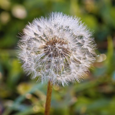 Parlak yeşil bir tarlada küçük çiğ damlalarıyla kaplı bir karahindiba tohumu başı. Yumuşak beyaz tohumlar dağılmak için hazır sabah güneşini yansıtıyor..