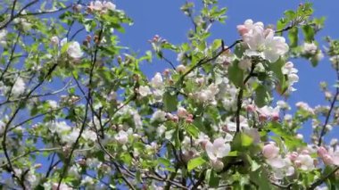 Elma çiçekleri narin pembe ve beyaz taç yapraklarını sergiler, ılık bahar melteminde nazikçe dans ederler. Güneş ışığı parlak yeşil yaprakların arasından süzülür..