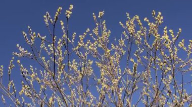 İlkbaharda açtığında salya Caprea 'nın gösterimi. Sarı Catkins dalları süslüyor, açık mavi gökyüzüne karşı kurulmuş, doğanın güzelliğini aydınlatıyor..