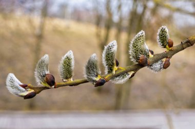 Keçi söğüdü olarak da bilinen tükürük kapsül tomurcukları, tüylü katkinlerini tomurcuklanan ağaçların yumuşak, bulanık arka planına ve nazik güneş ışığına karşı sergileyerek baharın başlarında ortaya çıkarlar..
