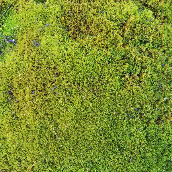 Yeşil yosun örtüleri orman zeminini kaplayarak yumuşak ve canlı bir yüzey oluşturuyor. Güneş ışığı, bu huzurlu ortamın doğal güzelliğini artırarak bölgeyi nazikçe aydınlatıyor..