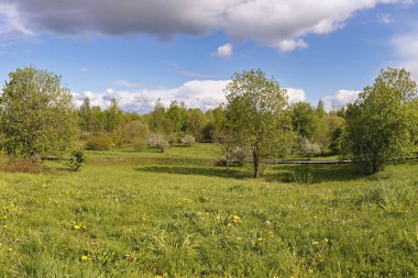 Taze yeşillik ve çiçeklerle dolu canlı çayır, açık mavi gökyüzünün altında bir dizi ağaç sergiliyor. Güneş ışığı manzarayı aydınlatır..