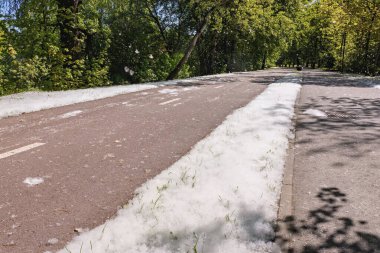 Tüylü beyaz kavak tohumları yemyeşil bir parktaki bisiklet yolunu örtüyor. Güneş ışığı ağaçların arasından süzülüp bu bahar gününde huzurlu bir atmosfer yaratır..