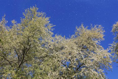 Kavak ağaçları parlak mavi bir gökyüzünde beyaz kabarık tüyler saçıyor ve pitoresk bir bahar sahnesi yaratıyorlar. Parlak atmosfer, yılın bu zamanında doğanın güzelliğini vurgular..