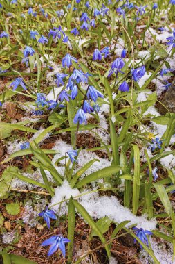 Sibirya 'nın narin yumuşacık çiçek kümeleri eriyen karlar arasında açarken canlı mavi renklerini sergiler ve kıştan bahara doğal bir ortamda geçişi vurgular..