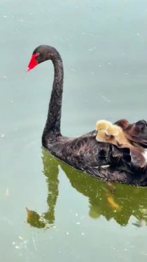 Siyah bir kuğu sakin bir gölde huzur içinde süzülüyor, sevimli yavrularını sırtında taşıyor..