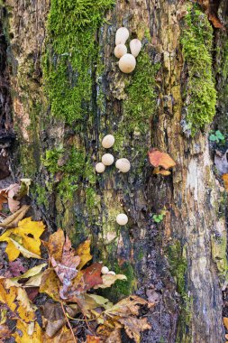 Küçük mantarlar, canlı sonbahar renklerinde düşen yapraklarla çevrili yosunlu bir ağaç gövdesinden çıkar. Orman manzarası huzurlu ve doğal güzelliklerle dolu..