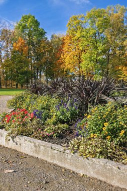 Parlak çiçekler, açık mavi bir gökyüzü altında canlı sonbahar ağaçları tarafından çerçevelenmiş, parkın içinde iyi korunan bir çiçek tarlasında açar..