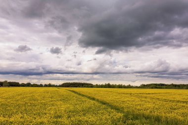 Altın kolza tohumu, bulutlu gökyüzüne doğru uzanıyor. Baharın gelmesiyle birlikte manzara, bölgenin doğal güzelliğini artıran açık bir renk zıtlığı sunuyor..