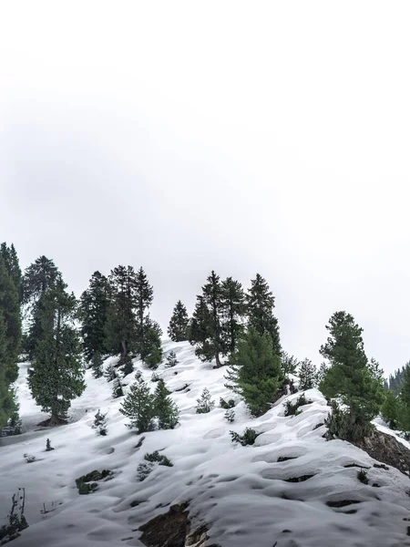 Gyönyörű Téli Táj Havas Fákkal Hegyekkel Kasmírban — Stock Fotó