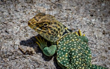 Colorful Eastern Collared Lizard resting in the summer heat clipart