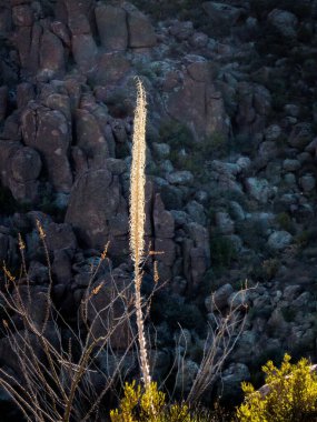 Çöl bitkisi, Batıl inanç Dağları Arizona 'nın karanlık kayalarıyla vurgulandı.