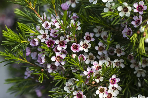 The lovely pink flowers of the Australian native plant, Chamelaucium ucinatum in close up. Also known as Wax Flower.