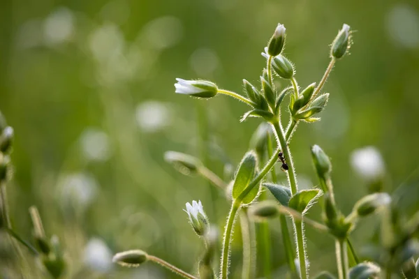 Flores Brancas Minúsculas Bonitas Stellaria Holostea Sabido Geralmente Como Stitchwort — Fotografia de Stock