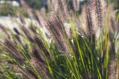 The beautiful red flower spikes of Pennisetum alopecuroides 'Redhead', also known as Fountain grass. clipart