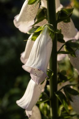 Extreme close-up of a single white bell-shaped foxglove flower, (digitalis purpurea) with natural side lighting and copy space. clipart