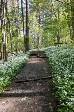 Geraardsbergen kasabası yakınlarındaki Belçika 'nın Doğu Flanders eyaletindeki Flaman Ardennes' de bulunan Raspaillebos ormanlarının güzel bahar manzarası. Yaban sarımsak çiçekleri yürüyüş patikasında..