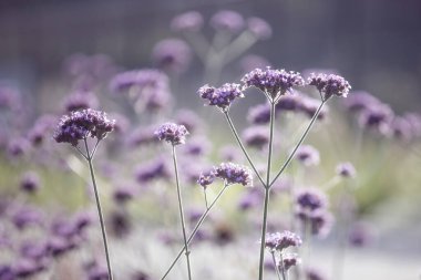 Verbena Bonariensis 'in güzel parlak mor çiçekleri aynı zamanda mor üst mine ya da uzun mine olarak da bilinir, akşam güneşiyle hafifçe aydınlatılır..