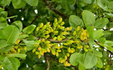 Ağaçtaki taze fıstıkların fotoğrafı.
