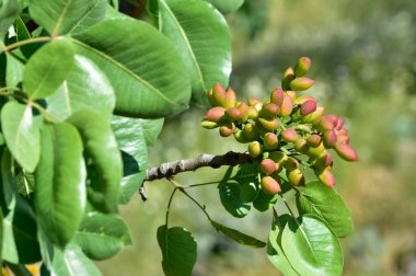 Kabuklu meyve. Ağaçtaki taze fıstıkların fotoğrafı.
