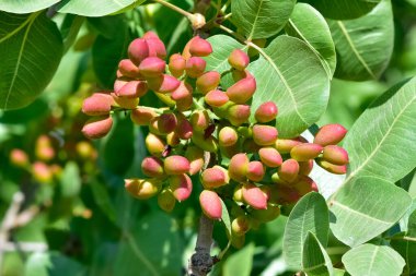 Kabuklu meyve. Ağaçtaki taze fıstıkların fotoğrafı.