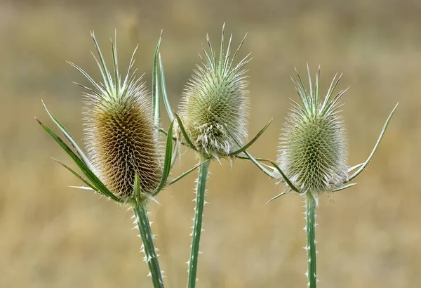 Természetes Növények Tövisek Gyönyörű Tüske Fotók — Stock Fotó