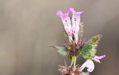 yabani bitkiler, tıbbi bitkiler, tıbbi çiçekler...