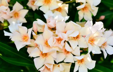 Renkli yabani bitkiler ve çiçekler. Çeşitli renklerde zakkum ağacı çiçekleri.