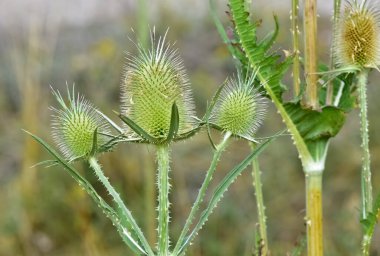 Doğal dikenler ve muhteşem dikenli fotoğraflar.
