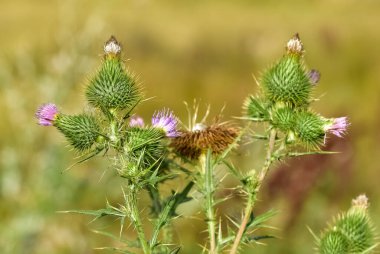 Vahşi bitkilerin görüntüleri. Doğadaki dikenlerin fotoğrafları.