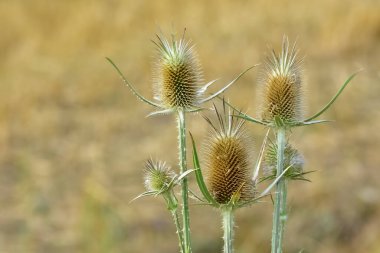 Vahşi bitkiler. Dikenli bitkiler ve çiçek fotoğrafları..