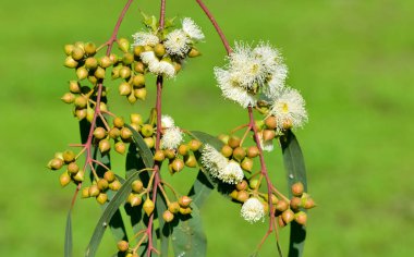Doğal bitkiler ve çiçekler. Okaliptüs ağacı çiçekleri ve tohumlarının fotoğrafları.