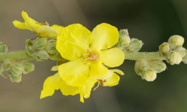 Kırsalda yetişen doğal çiçeklerin fotoğrafları.