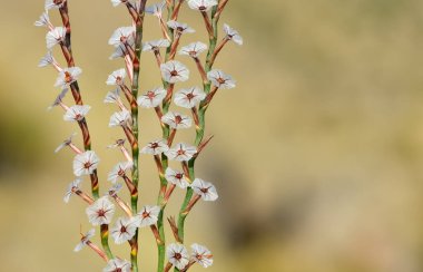 Vahşi bitkiler, küçük beyaz çiçeklerin fotoğrafları.