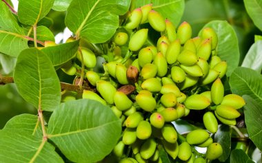Ağaçtaki taze fıstıkların fotoğrafı.